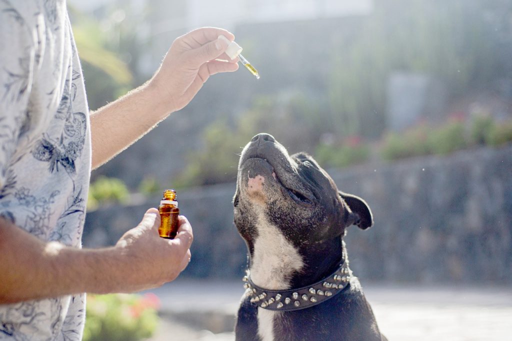 cbd oil for dogs
